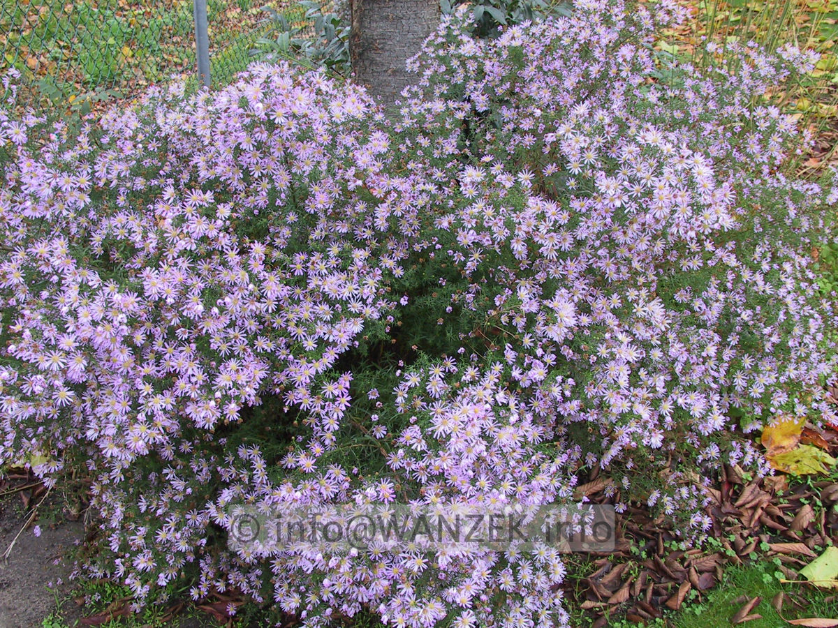 Aster pringlei Pink Star 02.JPG